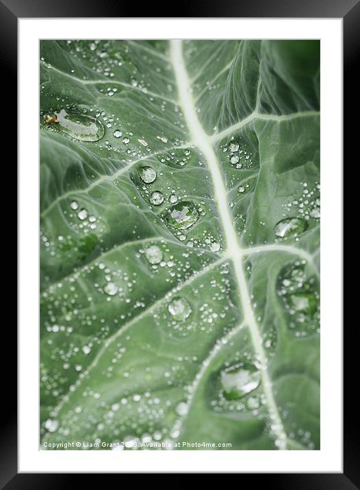Rain water on a Purple Cauliflower leaf. Framed Mounted Print by Liam Grant