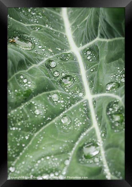 Rain water on a Purple Cauliflower leaf. Framed Print by Liam Grant