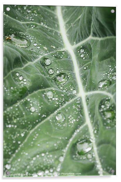 Rain water on a Purple Cauliflower leaf. Acrylic by Liam Grant