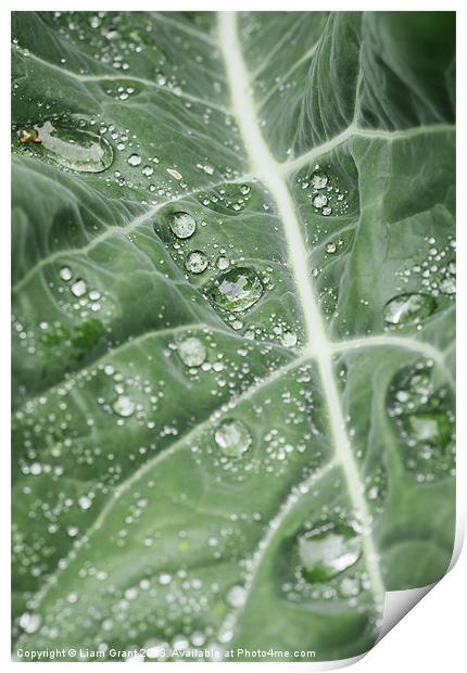 Rain water on a Purple Cauliflower leaf. Print by Liam Grant