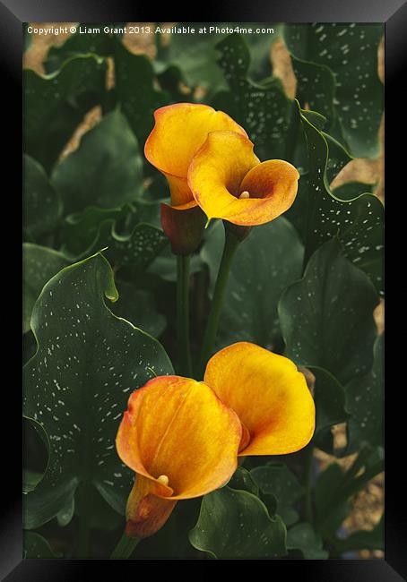 Sunrise Calla Lily. Framed Print by Liam Grant