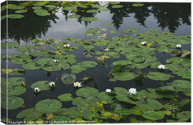 White Water-lily (Nymphaea alba) growing on a lake Canvas Print by Liam Grant