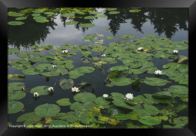 White Water-lily (Nymphaea alba) growing on a lake Framed Print by Liam Grant