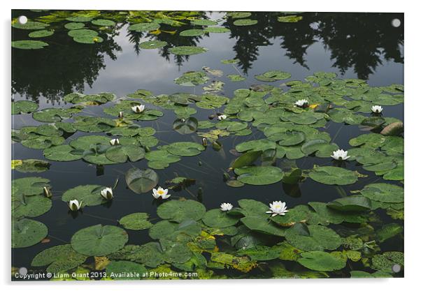 White Water-lily (Nymphaea alba) growing on a lake Acrylic by Liam Grant