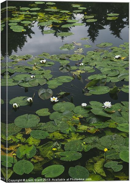 Yellow Water-lily (Nuphar lutea) and White Water-l Canvas Print by Liam Grant