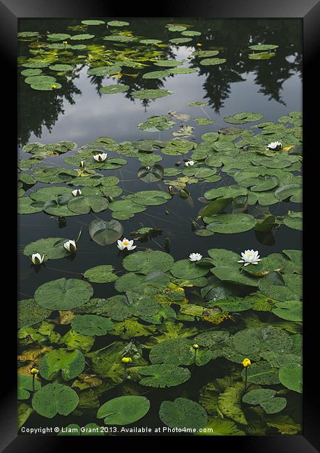 Yellow Water-lily (Nuphar lutea) and White Water-l Framed Print by Liam Grant