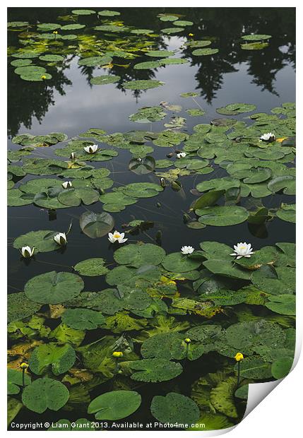 Yellow Water-lily (Nuphar lutea) and White Water-l Print by Liam Grant