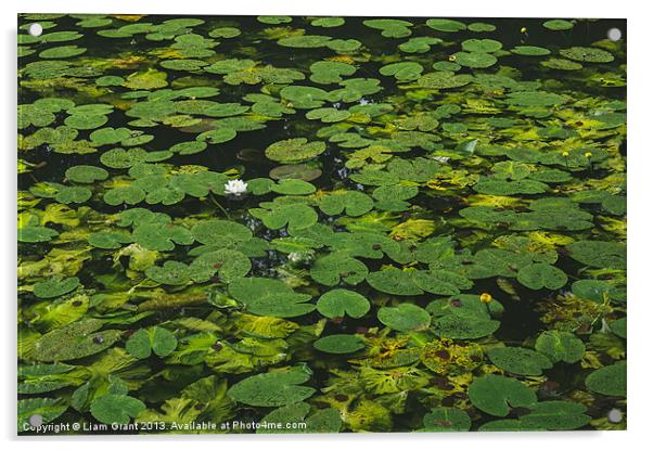 Yellow Water-lily (Nuphar lutea) and White Water-l Acrylic by Liam Grant