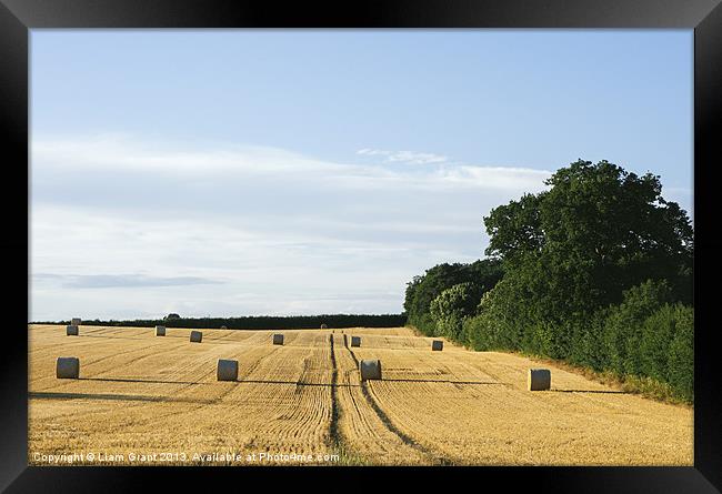 Evening light over round bales of straw in a recen Framed Print by Liam Grant