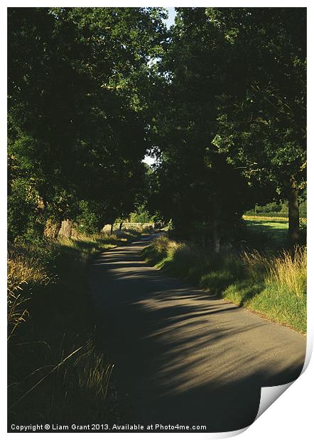 Evening light on a small country road lined with O Print by Liam Grant