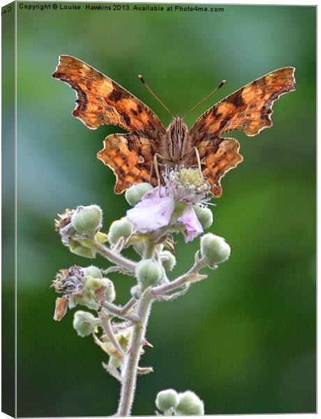 Comma butterfly on bramble Canvas Print by Louise  Hawkins