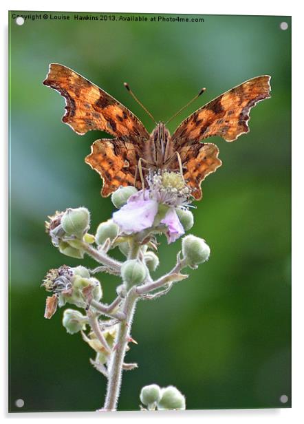 Comma butterfly on bramble Acrylic by Louise  Hawkins