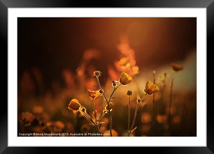 Buttercups In Sunset Ranunculus acris Framed Mounted Print by Anne Macdonald