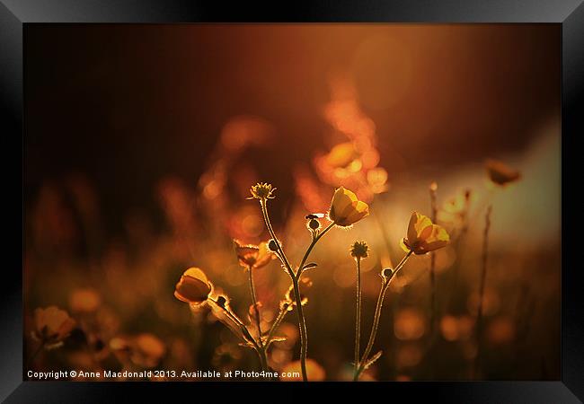 Buttercups In Sunset Ranunculus acris Framed Print by Anne Macdonald