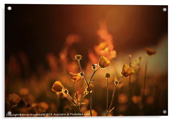 Buttercups In Sunset Ranunculus acris Acrylic by Anne Macdonald