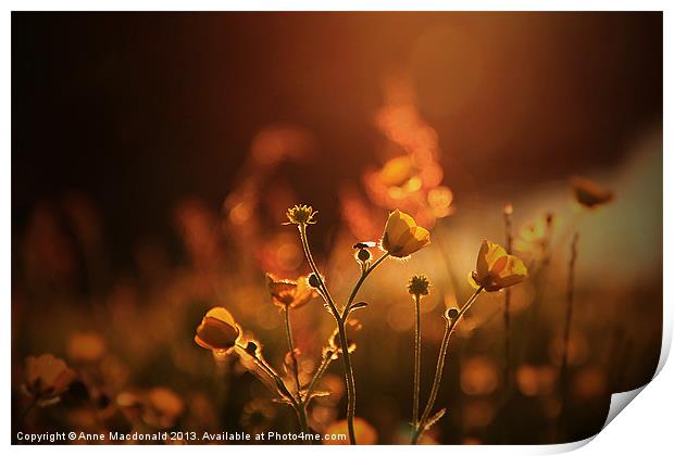 Buttercups In Sunset Ranunculus acris Print by Anne Macdonald