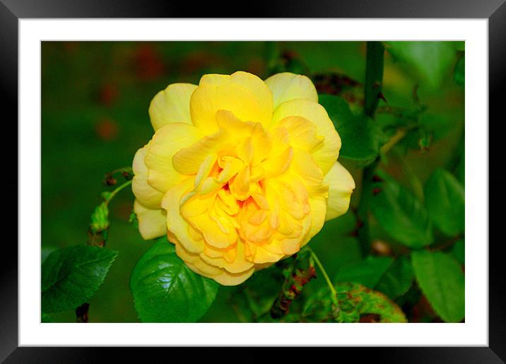 yellow rose Framed Mounted Print by Gail Surplice