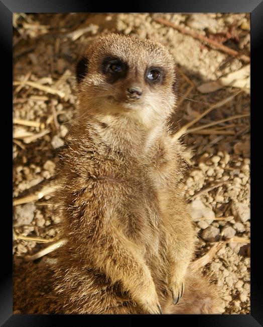 Hello from meerkat Framed Print by Gail Surplice