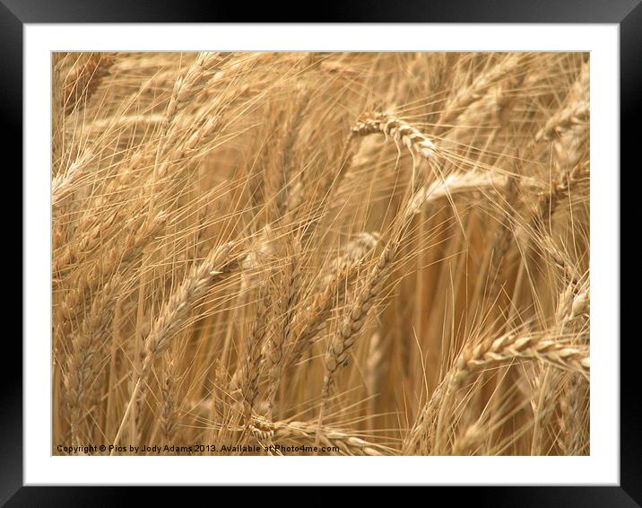 Wheat Fields Framed Mounted Print by Pics by Jody Adams