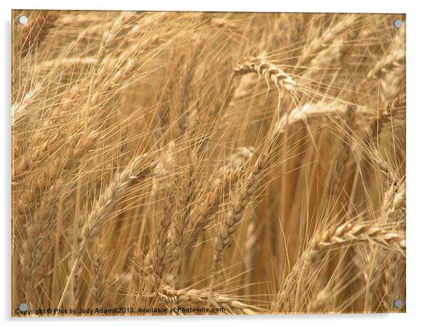 Wheat Fields Acrylic by Pics by Jody Adams