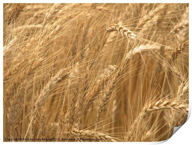 Wheat Fields Print by Pics by Jody Adams