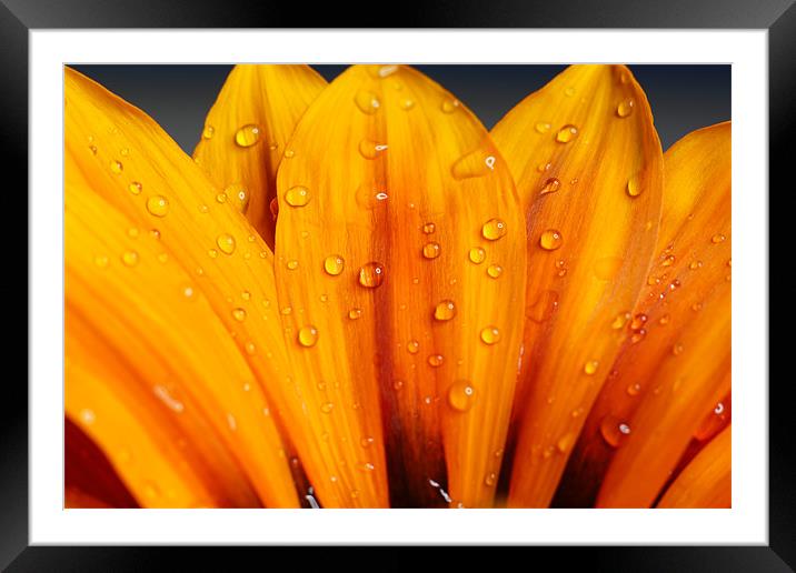 Petals Framed Mounted Print by Sam Smith