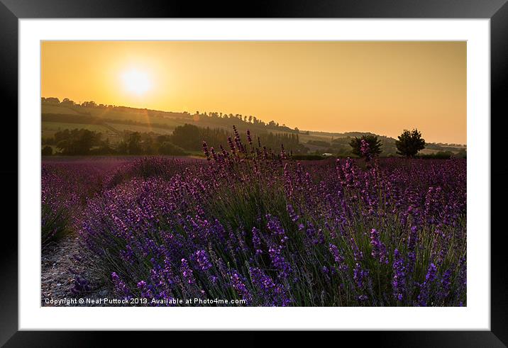 Lavender Sunset Framed Mounted Print by Neal P