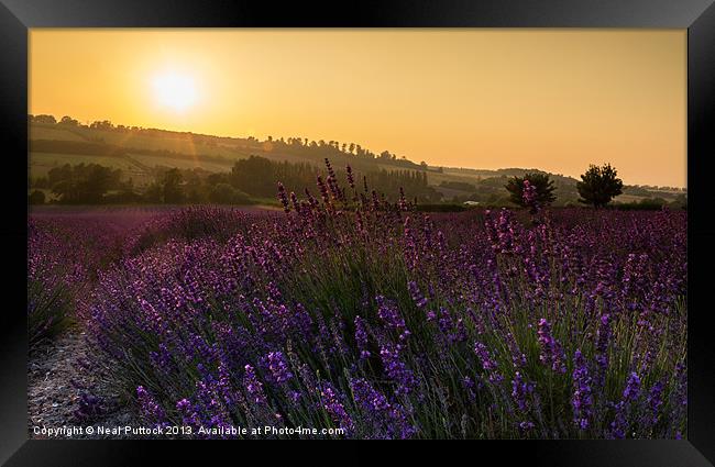 Lavender Sunset Framed Print by Neal P