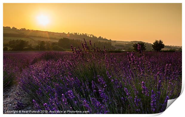 Lavender Sunset Print by Neal P