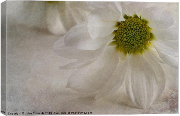 Chrysanthemum textures Canvas Print by John Edwards