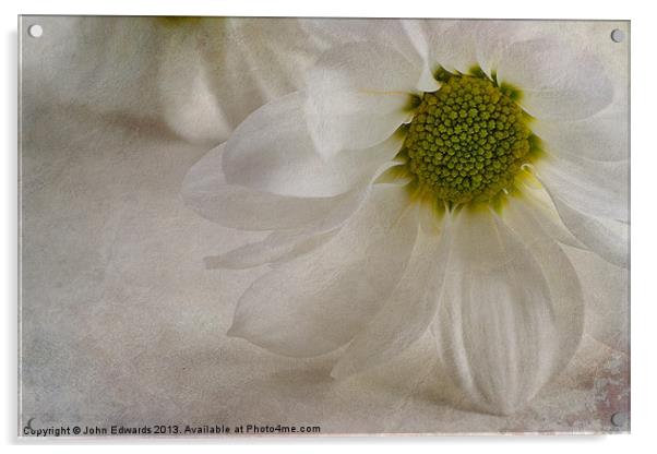 Chrysanthemum textures Acrylic by John Edwards