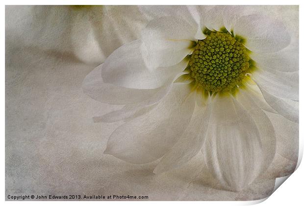 Chrysanthemum textures Print by John Edwards