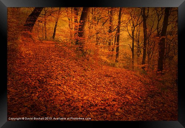 Autumn Bronze Framed Print by David Birchall