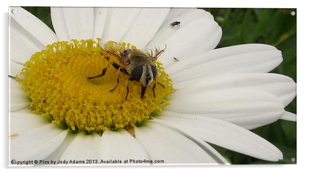 Bee Acrylic by Pics by Jody Adams