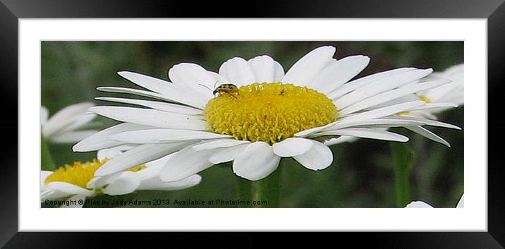 The Petals of the Daisy Framed Mounted Print by Pics by Jody Adams