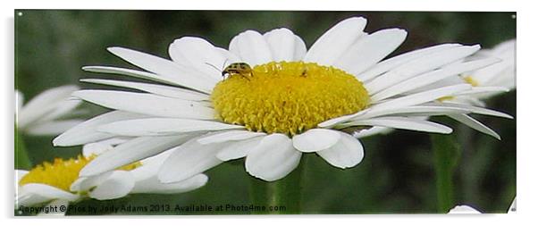 The Petals of the Daisy Acrylic by Pics by Jody Adams