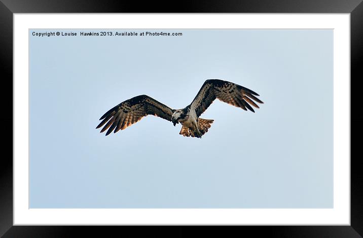 Hunting Osprey Framed Mounted Print by Louise  Hawkins