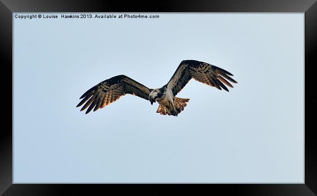 Hunting Osprey Framed Print by Louise  Hawkins