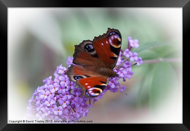 Peacock Butterfly Framed Print by David Tinsley