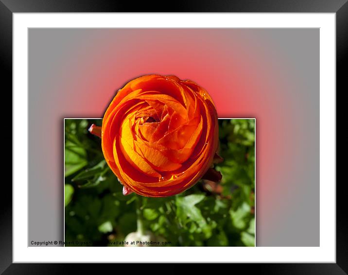 Red Flower with a glow Framed Mounted Print by Robert Gipson