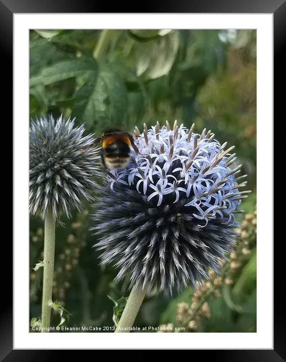 Sharp Summer Echinops! Framed Mounted Print by Eleanor McCabe
