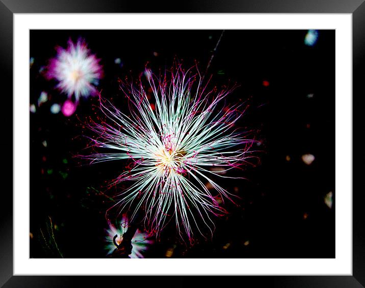 sparkling flower Framed Mounted Print by Susmita Mishra