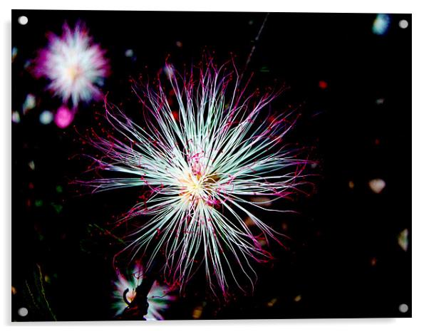 sparkling flower Acrylic by Susmita Mishra