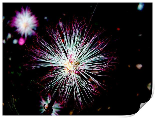 sparkling flower Print by Susmita Mishra