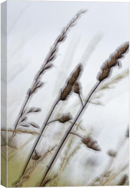 straw Canvas Print by richard downes