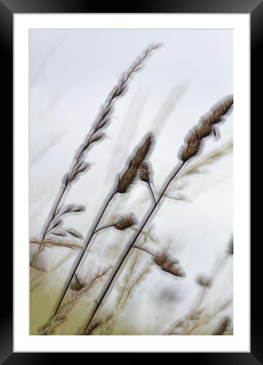 straw Framed Mounted Print by richard downes