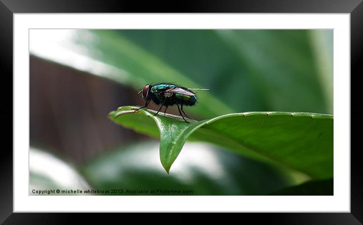 The Fly Framed Mounted Print by michelle whitebrook