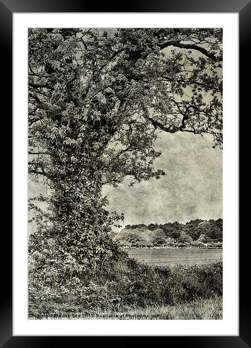 Field in Norfolk Framed Mounted Print by Julie Coe