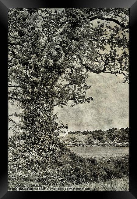 Field in Norfolk Framed Print by Julie Coe