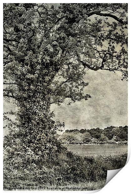 Field in Norfolk Print by Julie Coe